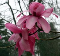 Magnolia deep pink Kil 